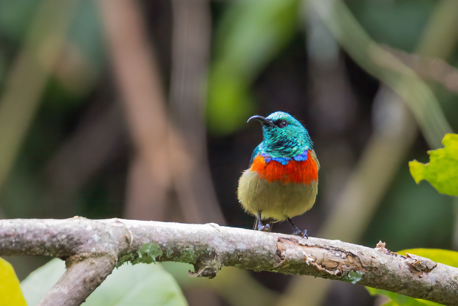 image Eastern Double-collared Sunbird